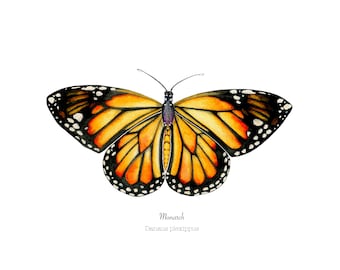 Monarch Butterfly Watercolor Art Print: Fine Art Giclee
