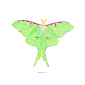 Luna moth watercolor prints, Luna Moth prints, watercolor art print, giclee prints, moon moth prints, home decor, artwork prints, wall decor