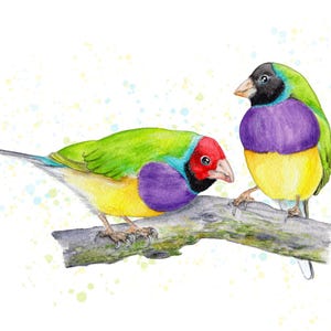 Gouldian Finch Watercolor Art Print: Australian Native Birds Giclee print