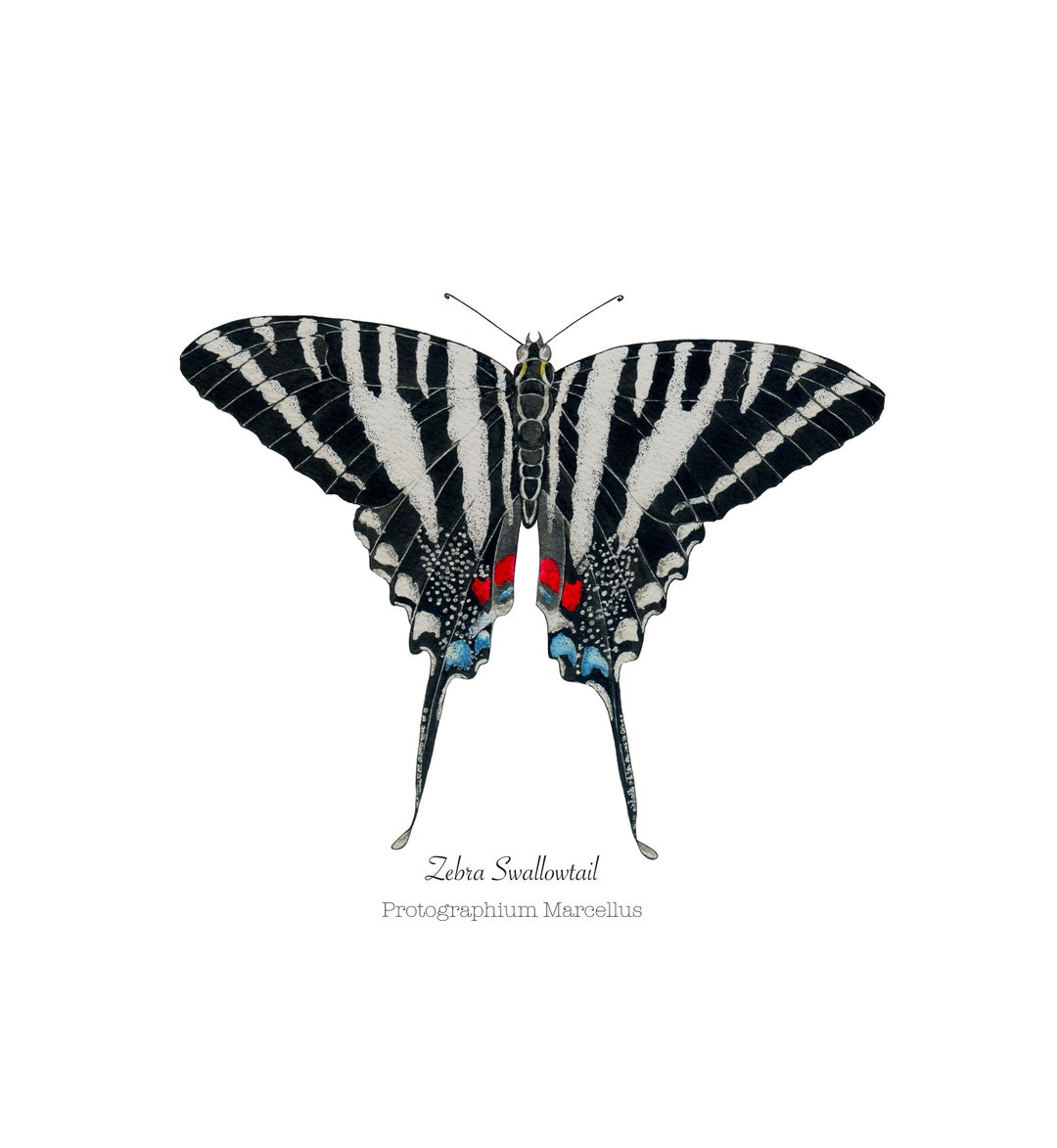 1963 Papilio Aegeus the Orchard Swallowtail - Vintage