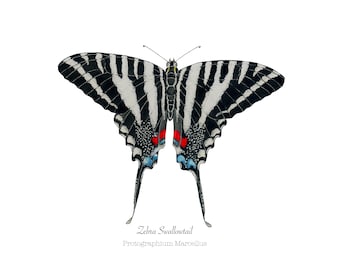 Zebra Swallowtail Butterfly Insect Illustration Print