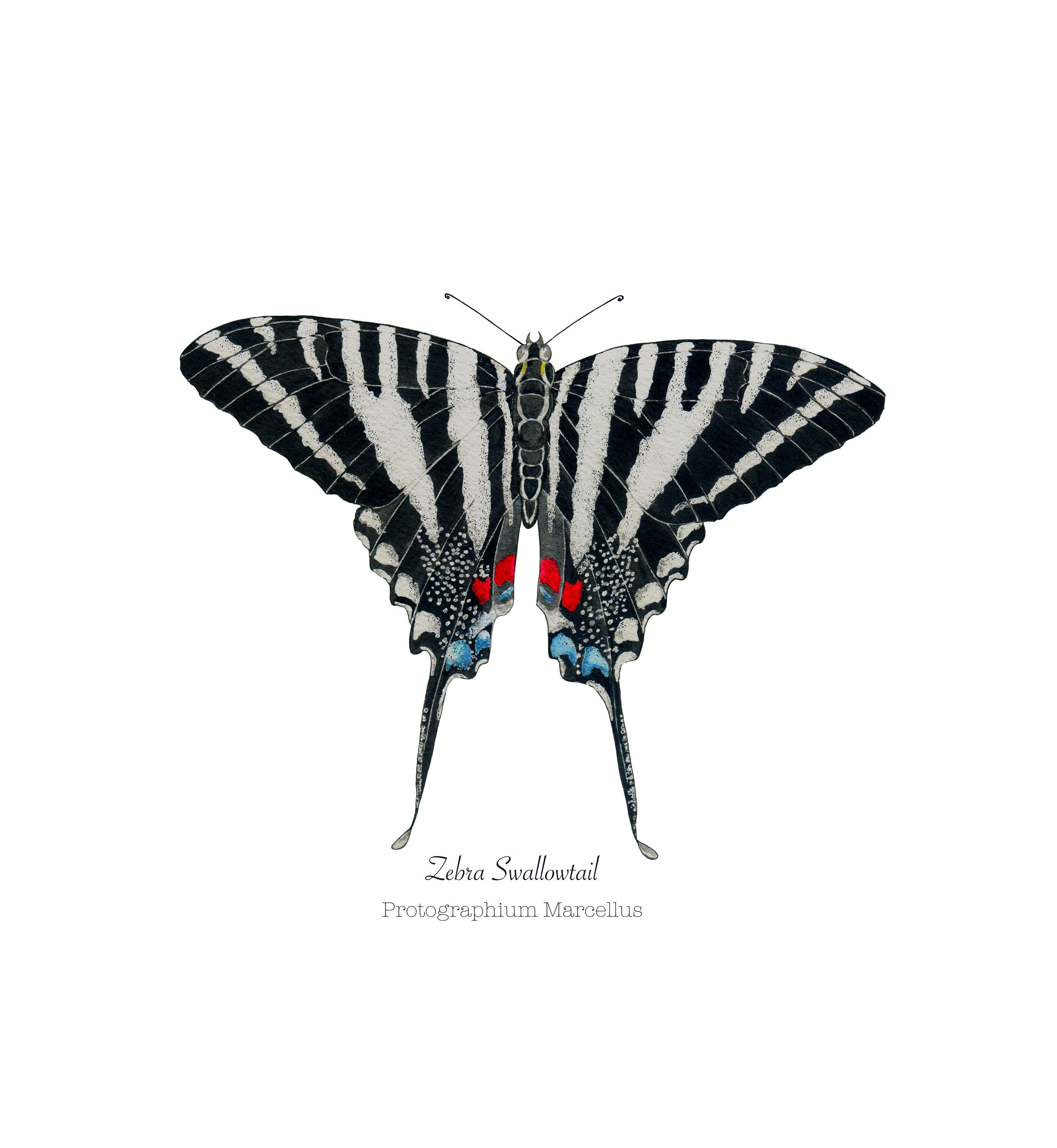 Zebra Swallowtail Butterfly Print, Zebra Swallowtail