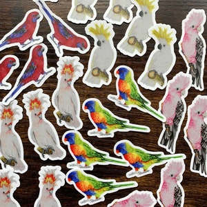 Parrots Sticker Pack (5 pc): Australian native birds, rainbow lorikeets, parrots, cockatoos, galah