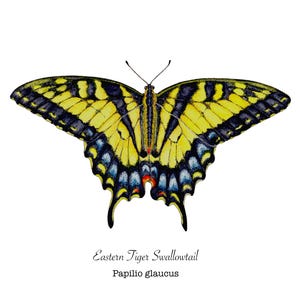 Eastern Tiger swallowtail butterfly prints, home decor,swallowtail butterfly, butterfly painting, giclee prints, watercolor art prints