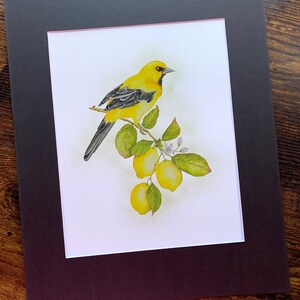 Aquarelle oriole jaune, peinture oiseau oriole, aquarelle citron, aquarelle, oeuvre d'art, décoration intérieure, décoration murale, impressions jet d'encre image 5