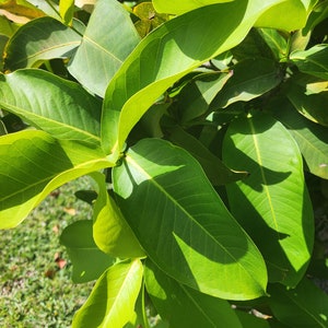 May include: A close-up of a green leafy plant with large, veined leaves. The leaves are arranged in a cluster, with some overlapping. The leaves are illuminated by sunlight, creating a bright and vibrant image.