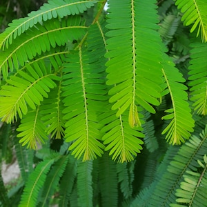 Fresh Green  Amala Leaves (Indian Gooseberry) NOT DRY, Fresh Green Leaves, Organic from south Florida. Picked 10 Minutes before shipment