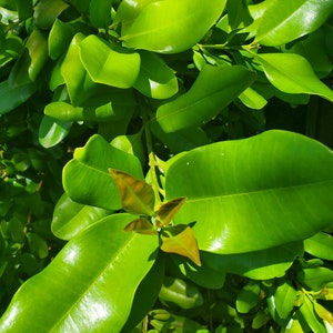 Fresh Green Organic Allspice or Pimento Leaves (West Indian Bay Rum) NOT DRY Leaves. From South FLORIDA Picked 10 minutes before we ship