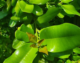 Fresh Green Organic Allspice or Pimento Leaves (West Indian Bay Rum) NOT DRY Leaves. From South FLORIDA Picked 10 minutes before we ship