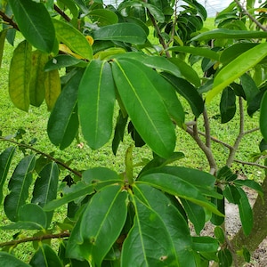 Fresh Green Soursop Leaves - (Organic Fresh Guanabana  Leaves) Not DRY. GREEN Leaves. From South FLORIDA Hand Picked Minutes before shipping