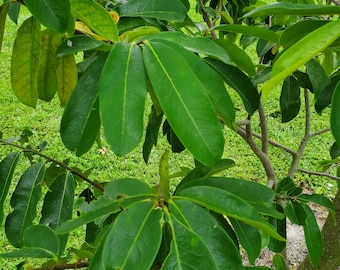 Fresh Green Soursop Leaves - (Organic Fresh Guanabana  Leaves) Not DRY. GREEN Leaves. From South FLORIDA Hand Picked Minutes before shipping