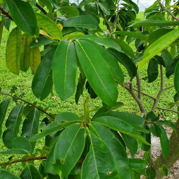 Fresh Green Soursop Leaves - (Organic Fresh Guanabana  Leaves) Not DRY. GREEN Leaves. From South FLORIDA Hand Picked Minutes before shipping