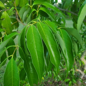 Fresh Green Lychee Leaves - Organic from South Florida - NOT DRY Leaves.  Lychee Leaf Tea contains MORE Antioxidents than Green Tea