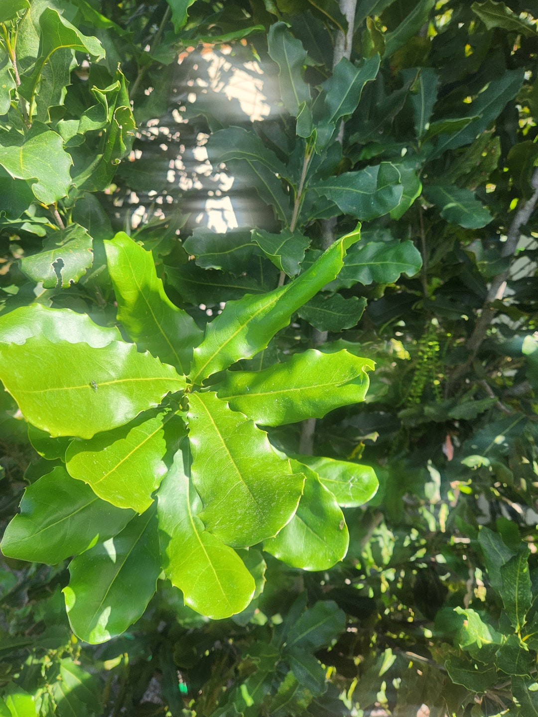 Macadamia Nut Tree Leaves Fresh, Green Organic Many Herbal Properties. Many Herbal Remedies Uses