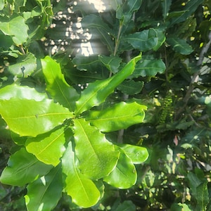 Puede incluir: Primer plano de una planta verde frondosa con hojas grandes y texturizadas. Las hojas están dispuestas en un patrón radial, con el centro de la planta visible en el fondo. Las hojas están iluminadas por la luz del sol, creando una imagen brillante y vibrante.