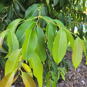 Fresh Green Jamun Leaves -Organic Leaves Picked 10 min before shipment Java Plum, Malabar Plum,Syzygium Cumini Jambolana,Indian Berry