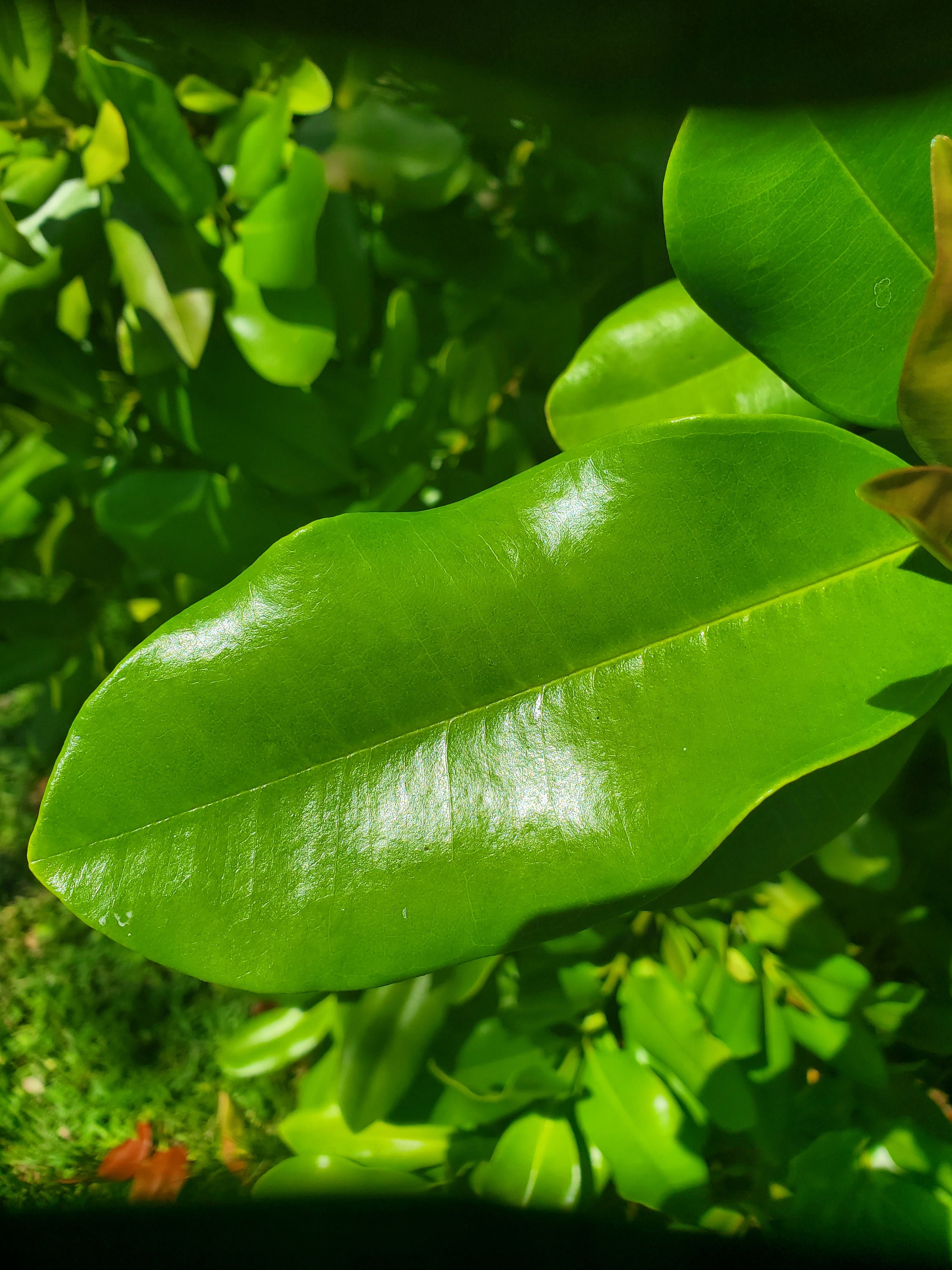Fresh Green Organic Allspice or Pimento Leaves west Indian Etsy