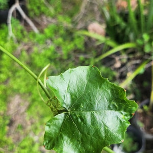 Fresh Green ORGANIC Ivy Gourd or Tindora leaves picked 10 min before shipment. Coccinia grandis Kundru leaves Tendli Leaves, Konkani Leaves image 1