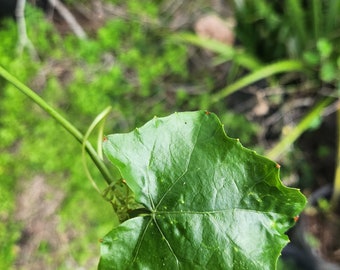 Fresh Green ORGANIC Ivy Gourd or Tindora leaves picked 10 min before shipment. Coccinia grandis Kundru leaves Tendli Leaves,  Konkani Leaves