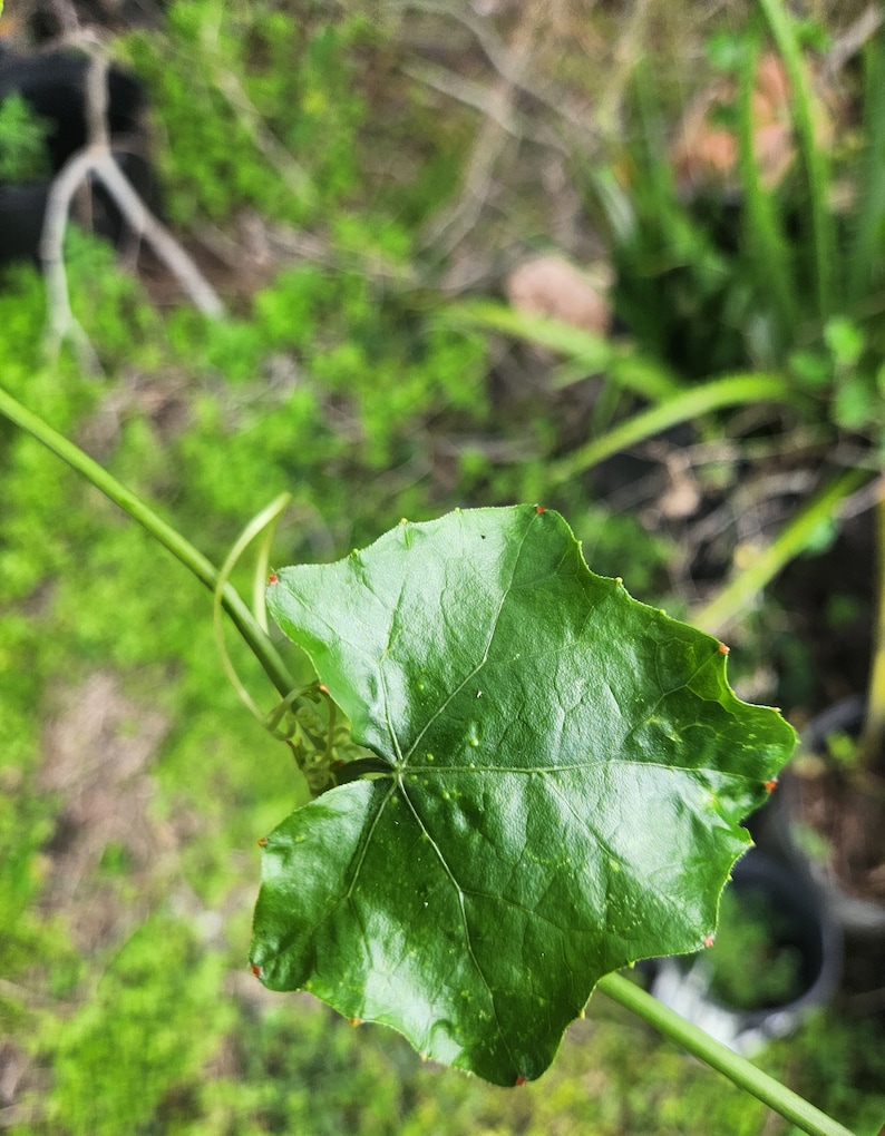 Fresh Green ORGANIC Ivy Gourd or Tindora leaves picked 10 min before shipment. Coccinia grandis Kundru leaves Tendli Leaves, Konkani Leaves image 1