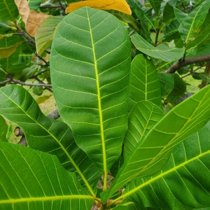 May include: Close-up of a green leaf with prominent veins. The leaf is part of a larger plant with other leaves visible in the background.