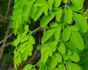 Fresh green Organic Moringa Leaves  From South FLORIDA, We Pick them minutes before shipping. We us no pesticides
