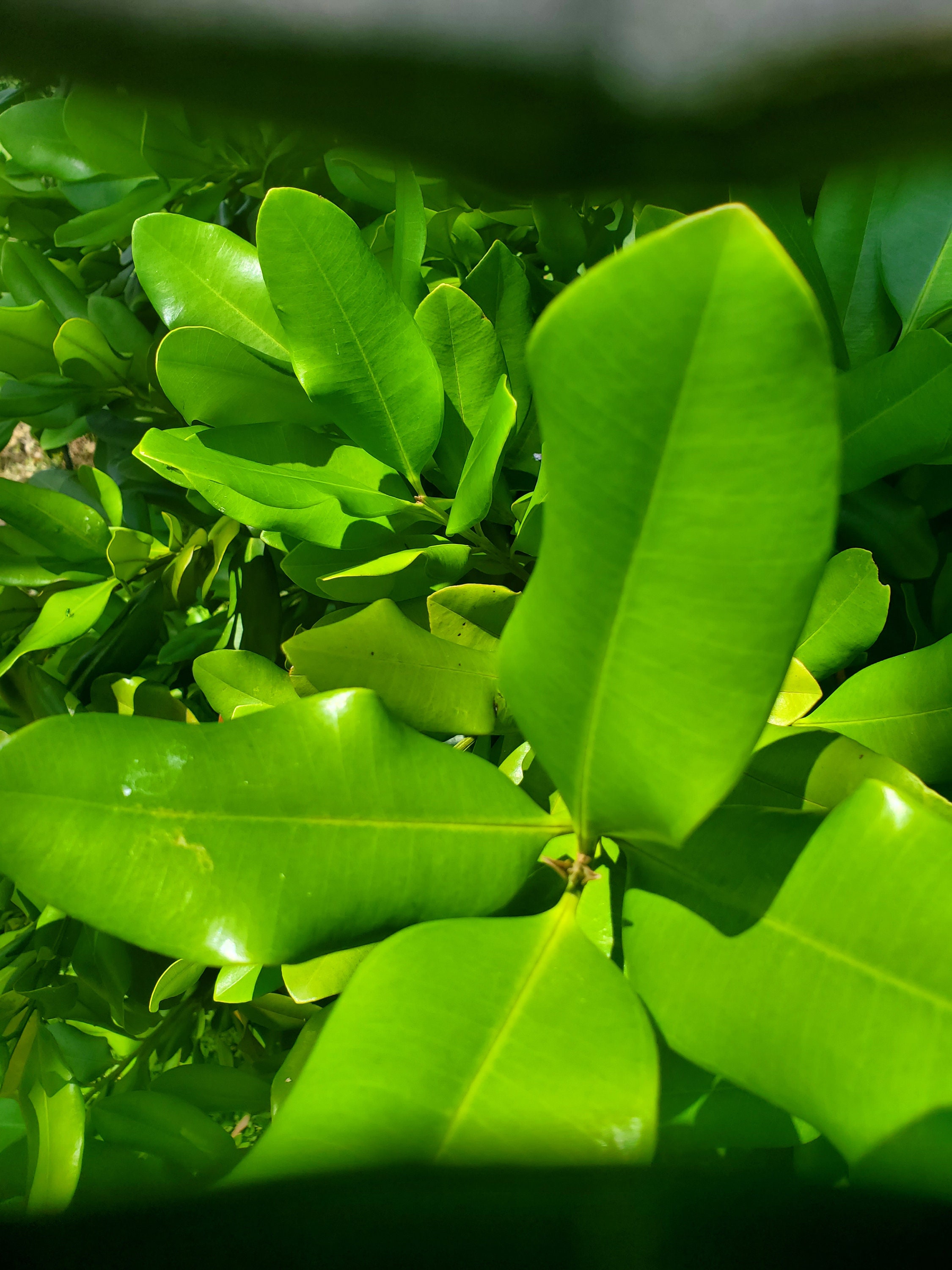 Fresh Green Organic Allspice or Pimento Leaves west Indian Etsy