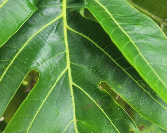 Fresh GREEN Breadfruit Leaves (Not Dry)  Organic Artocarpus Altilis  From SOUTH FLORIDA. Picked 10 min before shipment.  Rain Water only.