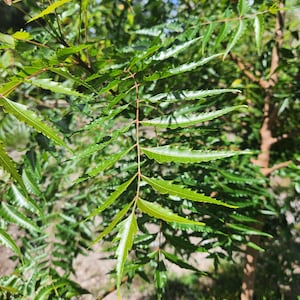 Fresh Green Neem Leaves - Organic and Picked 10 minutes before shipment From south Florida.  Raw & Natural Ayurvedic Herb