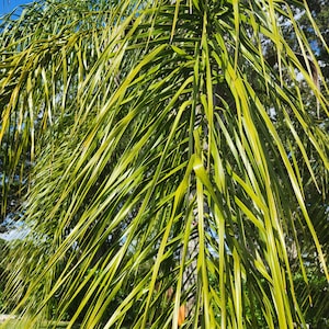 May include: A close-up of a palm tree with long, thin, green leaves against a blue sky. The leaves are arranged in a vertical pattern, creating a sense of depth and texture.