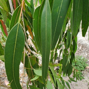 Fresh Green Organic Eucalyptus Leaves. NOT DRY Leaves. From S. FLORIDA Picked 10 min before shipment. Leaves are attached to the Stem.