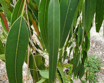 Fresh Green Organic Eucalyptus Leaves. NOT DRY Leaves. From S. FLORIDA Picked 10 min before shipment. Leaves are attached to the Stem.