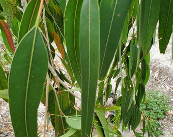 Fresh Green Organic Eucalyptus Leaves.   NOT DRY Leaves.   From South FLORIDA Picked 10 min before shipment. promote relaxation pain relief.