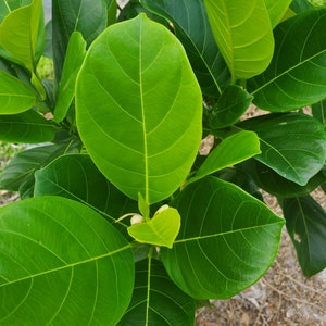 Fresh Green Jackfruit Leaves - Fresh Green ORGANIC from South Florida.   NOT DRY Leaves. Cowa Leaves Picked 10 minutes before shipment