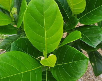 Fresh Green Jackfruit Leaves - Fresh Green ORGANIC from South Florida.   NOT DRY Leaves. Cowa Leaves Picked 10 minutes before shipment