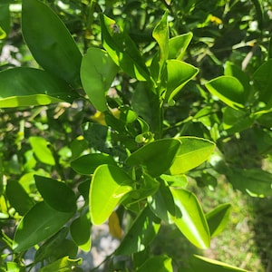 Fresh Organic Indian KEY LIME LEAVES From Florida.  Kagzi (Citrus aurantifolia Swingle), Most flavor full of all Key Lime Leaves. Great to