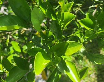Fresh Organic Indian KEY LIME LEAVES From Florida.  Kagzi (Citrus aurantifolia Swingle), Most flavor full of all Key Lime Leaves. Great to