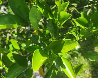 May include: A close-up of a green leafy plant with bright green leaves. The leaves are arranged in a cluster and are illuminated by the sun.