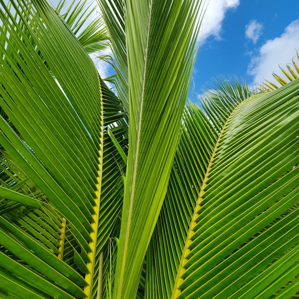 Coconut Leaves - 75 Green Leaves NOT DRY Leaves.  From South Florida Picked 10 minutes before shipping.