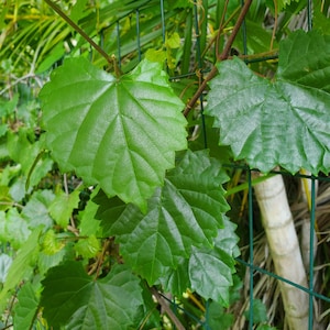 Fresh Green Grape Leaves -Organic Hand Picked 10 minutes before shipping,NOT DRY. from South FLORIDA Wild Grape Leaves used for Pickling