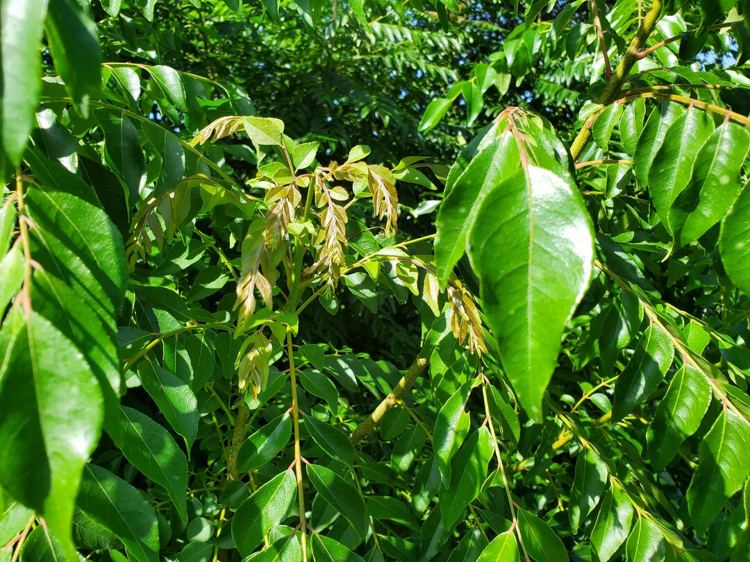 Buy Fresh Green Curry Leves Organic Half Pound or About 500+ Leaves- 120  Stems (curry Patta) From South Online in India