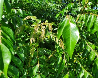 Fresh Green Curry Leves Organic - Half Pound or about 500+ leaves- 120 Stems (Curry Patta) From South FLORIDA.