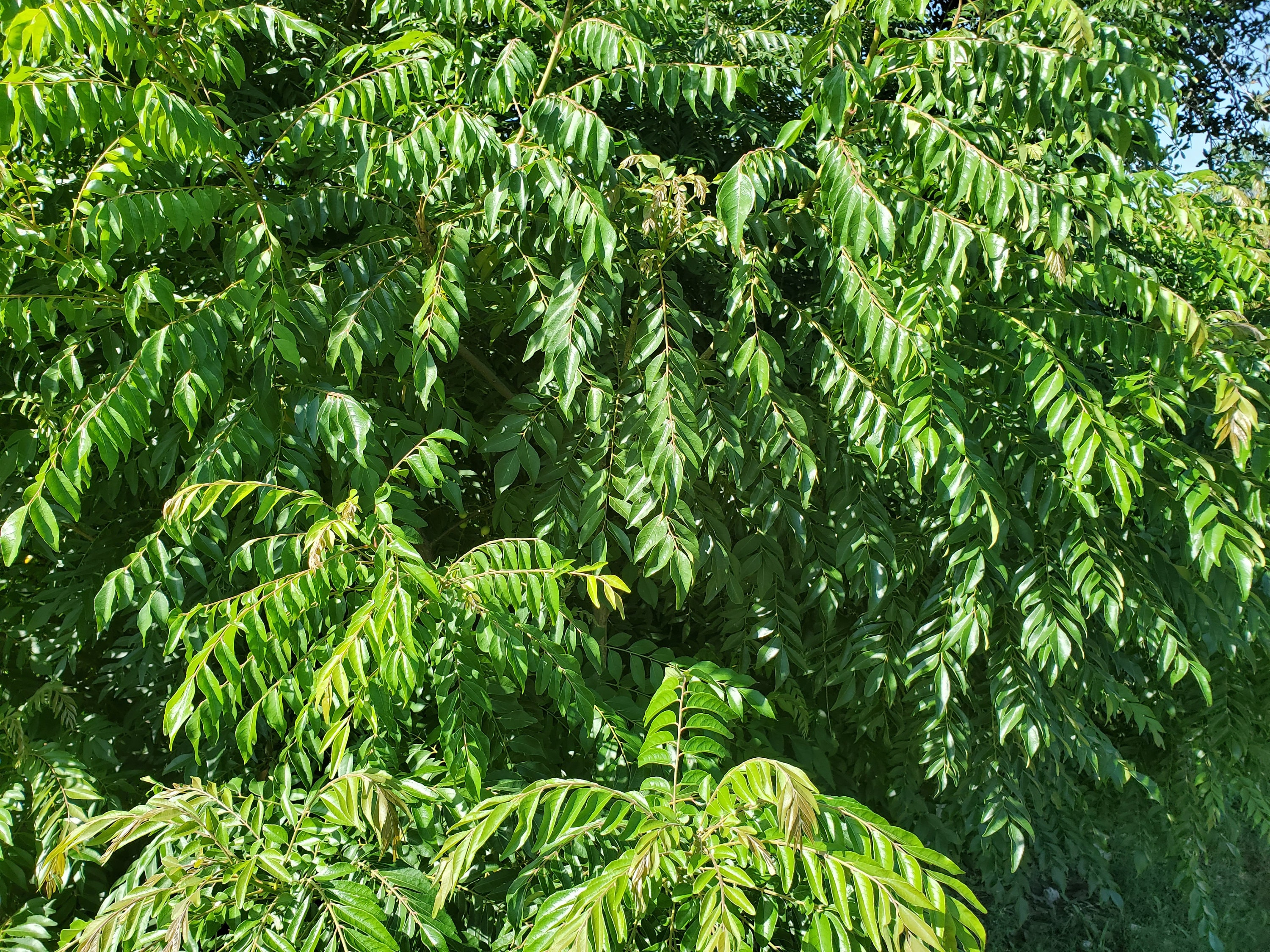 Fresh Green Curry Leves Organic Half Pound or about 500+ leaves- 120  Stems (Curry Patta) From South