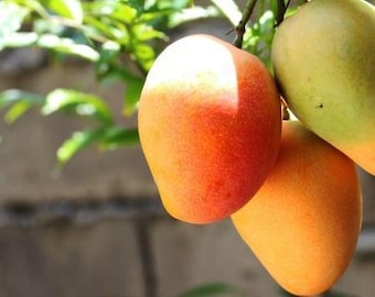 ITS HERE! Very Sweet -Bombay Mangos (Fruit)  Organic From South Florida.  HURRY! Wont last long. Picked 10 minutes before shipment.
