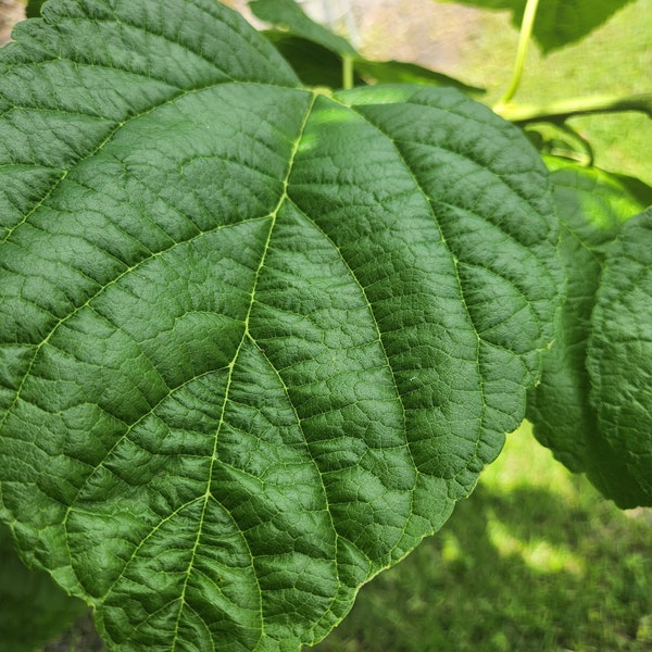 Fresh Green Mulberry leaves - Very Large Organic Leaves.From South Florida. Picked 10 minutes before shipment. From Our tree to your door