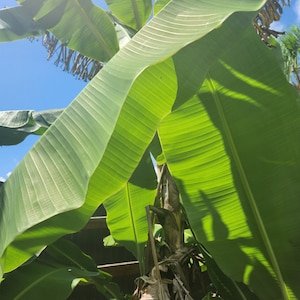 100 % Organic Banana Leaves Fresh Green about 20-24 In Long X 10-14 in wideUse as a Dinner Plate. Rainwater only as fertilizer. (WHOLE LEAF)