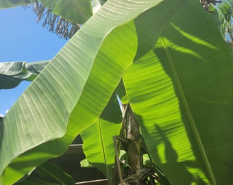 100 % Organic Banana Leaves - Fresh Green 24 In X 12-14 in Great for cooking, Use as a Dinner Plate. Rainwater only as fertilizer.