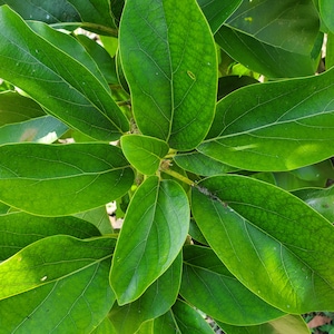 Fresh Green Avocado Leaves Organic from South Florida  NOT DRY Leaves.  full of minerals like immune-boosting zinc, bone-strengthening ..