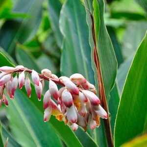 Fresh Green Large Ginger Leaves-Shell Ginger (sizu sanin sali tsou atayal Yàn shānjiāng Gừng dại Poercelain engibre de concha)rainwater only