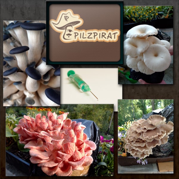 Flüssigmyzel ,FlüMy, liquid culture, Pilze züchten ,Mushroom,Mycelium